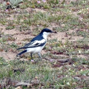 Lalage tricolor at Rendezvous Creek, ACT - 14 Oct 2019