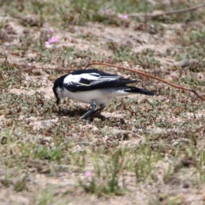 Lalage tricolor at Rendezvous Creek, ACT - 14 Oct 2019