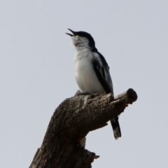 Lalage tricolor at Rendezvous Creek, ACT - 14 Oct 2019