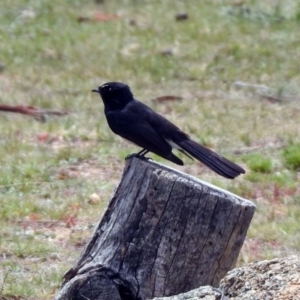 Rhipidura leucophrys at Rendezvous Creek, ACT - 14 Oct 2019 01:58 PM