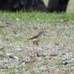 Acanthiza chrysorrhoa (Yellow-rumped Thornbill) at Rendezvous Creek, ACT - 14 Oct 2019 by RodDeb