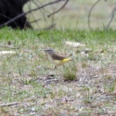 Acanthiza chrysorrhoa at Rendezvous Creek, ACT - 14 Oct 2019