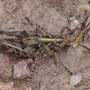 Oedaleus australis at Macgregor, ACT - 12 Oct 2019