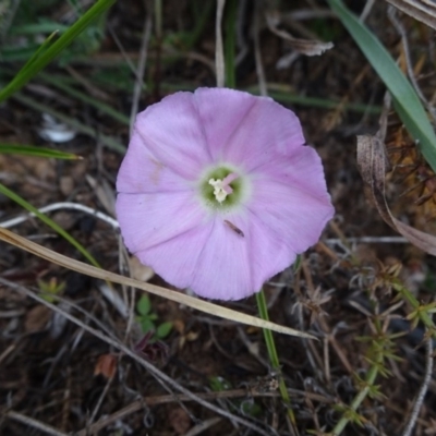 Convolvulus angustissimus subsp. angustissimus (Australian Bindweed) at Umbagong District Park - 12 Oct 2019 by JanetRussell