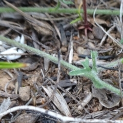 Convolvulus angustissimus subsp. angustissimus at Latham, ACT - 12 Oct 2019 01:03 PM