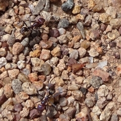 Iridomyrmex purpureus (Meat Ant) at Latham, ACT - 12 Oct 2019 by JanetRussell