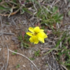 Goodenia pinnatifida (Scrambled Eggs) at Umbagong District Park - 12 Oct 2019 by JanetRussell