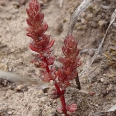 Crassula sieberiana (Austral Stonecrop) at Macgregor, ACT - 12 Oct 2019 by JanetRussell