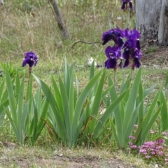 Iris germanica (Tall Bearded Iris) at Jerrabomberra, ACT - 16 Oct 2019 by Mike