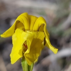 Goodenia pinnatifida (Scrambled Eggs) at Macgregor, ACT - 16 Oct 2019 by Jiggy