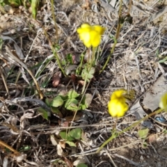 Goodenia pinnatifida at Macgregor, ACT - 16 Oct 2019