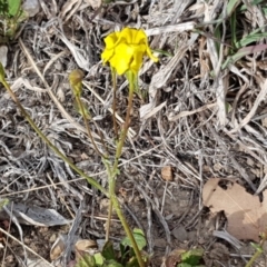 Goodenia pinnatifida at Macgregor, ACT - 16 Oct 2019 08:03 AM