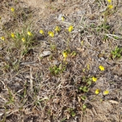 Goodenia pinnatifida at Macgregor, ACT - 16 Oct 2019 08:03 AM