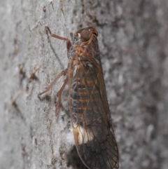 Cixiidae sp. (family) (Cixiid planthopper) at Hackett, ACT - 13 Oct 2019 by TimL