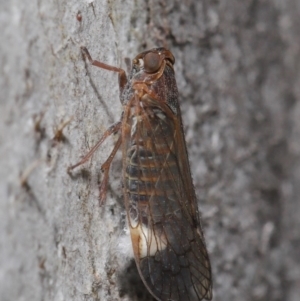 Cixiidae sp. (family) at Hackett, ACT - 14 Oct 2019