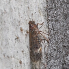 Cixiidae sp. (family) at Hackett, ACT - 14 Oct 2019