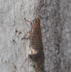 Cixiidae sp. (family) at Hackett, ACT - 14 Oct 2019