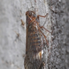 Cixiidae sp. (family) at Hackett, ACT - 14 Oct 2019