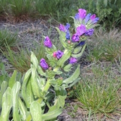 Echium plantagineum (Paterson's Curse) at Monash, ACT - 2 Oct 2019 by michaelb