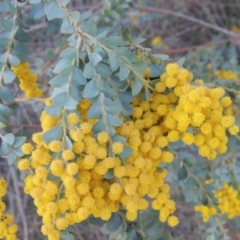 Acacia cultriformis (Knife Leaf Wattle) at Monash, ACT - 2 Oct 2019 by michaelb