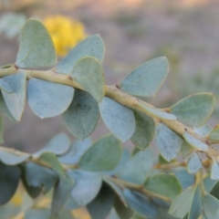 Acacia cultriformis at Monash, ACT - 2 Oct 2019 07:27 PM