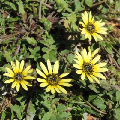 Arctotheca calendula (Capeweed, Cape Dandelion) at Paddys River, ACT - 9 Oct 2019 by michaelb