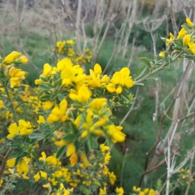 Genista monspessulana (Cape Broom, Montpellier Broom) at Symonston, ACT - 16 Oct 2019 by Mike