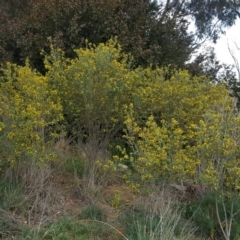 Genista monspessulana at Symonston, ACT - 17 Oct 2019 09:59 AM