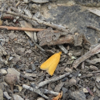 Eulechria electrodes (Yellow Eulechria Moth) at Black Mountain - 13 Oct 2019 by dghewitt