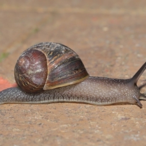 Cornu aspersum at Evatt, ACT - 17 Oct 2019