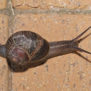 Cornu aspersum at Evatt, ACT - 17 Oct 2019