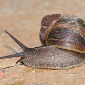 Cornu aspersum at Evatt, ACT - 17 Oct 2019 08:13 AM