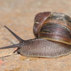 Cornu aspersum at Evatt, ACT - 17 Oct 2019