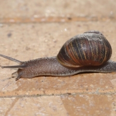 Cornu aspersum at Evatt, ACT - 17 Oct 2019 08:13 AM