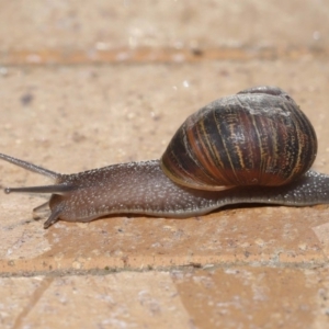 Cornu aspersum at Evatt, ACT - 17 Oct 2019