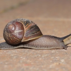 Cornu aspersum at Evatt, ACT - 17 Oct 2019 08:13 AM