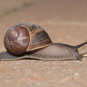 Cornu aspersum at Evatt, ACT - 17 Oct 2019