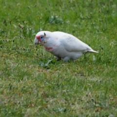 Cacatua tenuirostris (Long-billed Corella) at Belconnen, ACT - 17 Oct 2019 by wombey