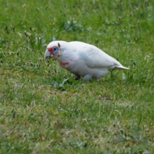 Cacatua tenuirostris at Belconnen, ACT - 17 Oct 2019 11:44 AM