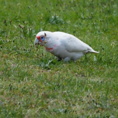 Cacatua tenuirostris (Long-billed Corella) at Belconnen, ACT - 17 Oct 2019 by wombey