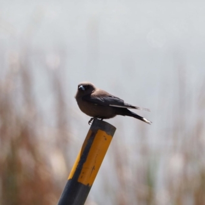 Artamus cyanopterus cyanopterus (Dusky Woodswallow) at Lake Ginninderra - 17 Oct 2019 by wombey