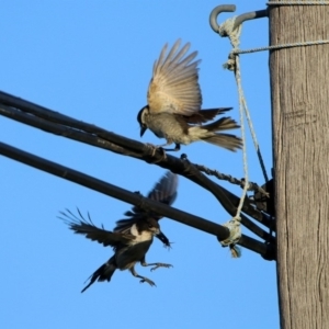 Cracticus torquatus at Fyshwick, ACT - 15 Oct 2019