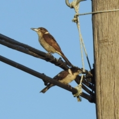 Cracticus torquatus at Fyshwick, ACT - 15 Oct 2019 06:30 PM