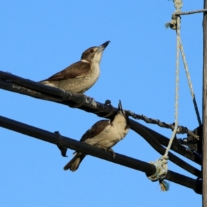 Cracticus torquatus at Fyshwick, ACT - 15 Oct 2019