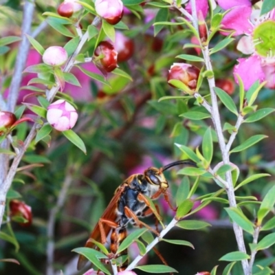 Unidentified Other Shrub at Dignams Creek, NSW - 16 Oct 2019 by Maggie1