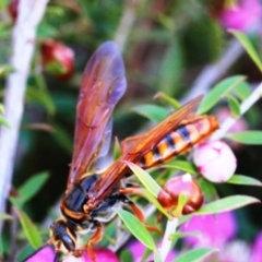 Tiphiidae (family) at Dignams Creek, NSW - 17 Oct 2019 10:17 AM