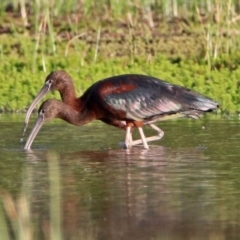 Plegadis falcinellus (Glossy Ibis) at Fyshwick, ACT - 15 Oct 2019 by RodDeb