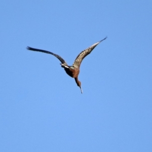 Plegadis falcinellus at Fyshwick, ACT - 15 Oct 2019