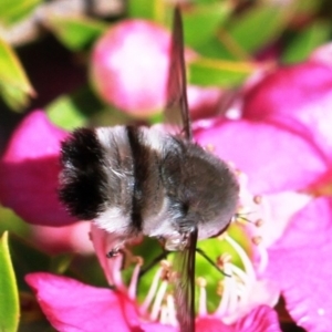 Meomyia sp. at Dignams Creek, NSW - 17 Oct 2019