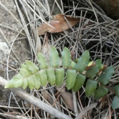 Pellaea calidirupium (Hot Rock Fern) at Tuggeranong Hill - 17 Oct 2019 by Owen